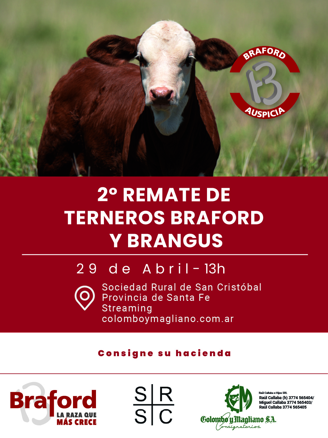 29.4-2-Remate-TERNEROS-BRAFORD-Y-BRANGUS
